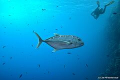 Caranx ignobilis