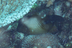 Amanses scopas