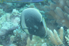 Chaetodon reticulatus