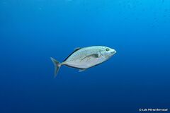 Flavocaranx bajad