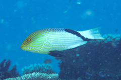 Bodianus loxozonus