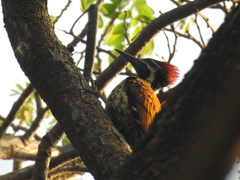 Dinopium benghalense