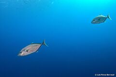 Flavocaranx bajad