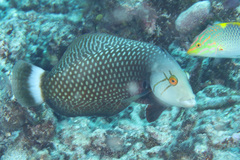 Novaculichthys taeniourus
