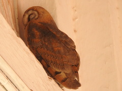 Tyto alba