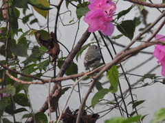 Muscicapa dauurica