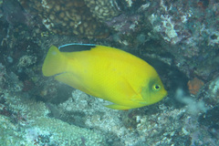 Centropyge woodheadi