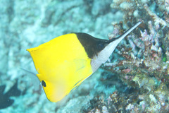 Forcipiger longirostris
