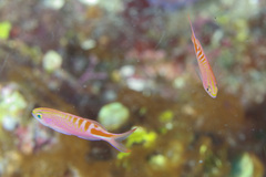 Pyronotanthias lori