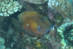 Ctenochaetus cyanocheilus