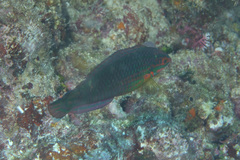 Halichoeres biocellatus