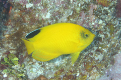 Centropyge woodheadi