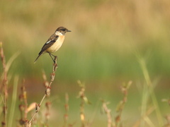 Saxicola maurus