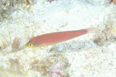 Pseudojuloides splendens