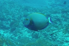 Acanthurus dussumieri