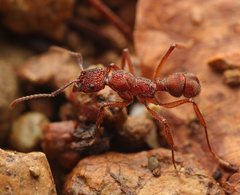 Ectatomma edentatum
