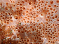 Hemimycale columella