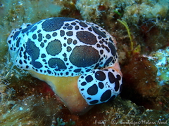 Peltodoris atromaculata
