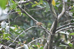 Fulvetta