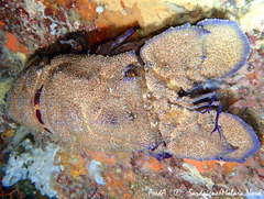 Scyllarides latus