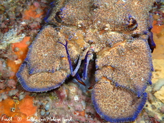 Scyllarides latus