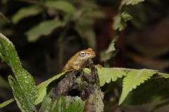 Raorchestes luteolus