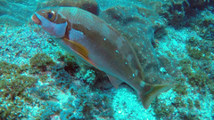 Chirodactylus brachydactylus