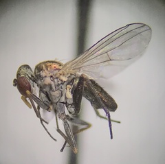 Dolichopodidae