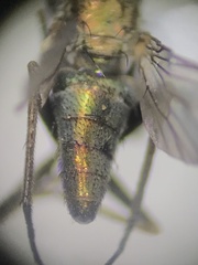 Dolichopodidae