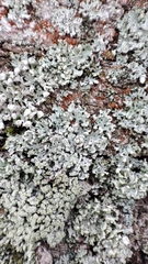 Physcia adscendens