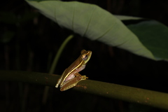 Rhacophorus lateralis