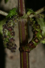 Urtica membranacea