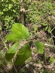 Asimina triloba
