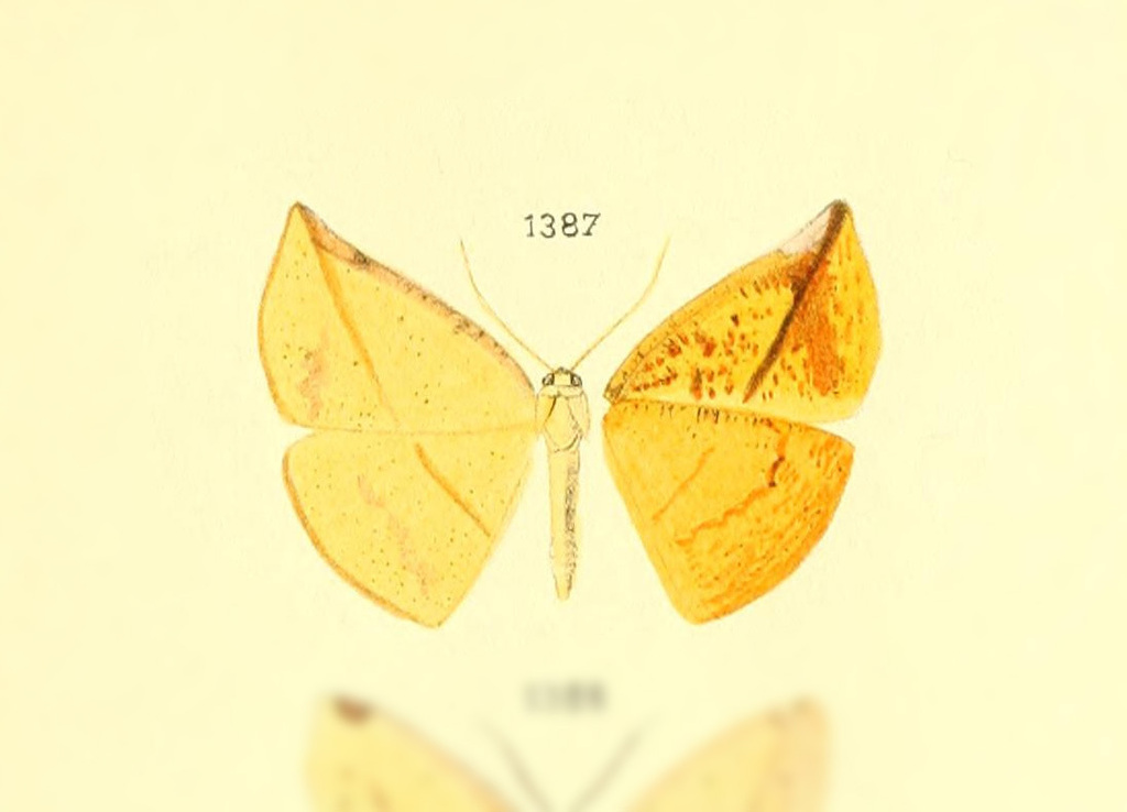 Cratoptera celtillusaria