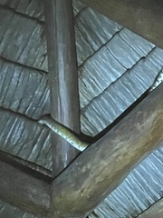 Corallus ruschenbergerii