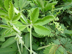 Cyphostemma