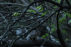Sciurus alleni