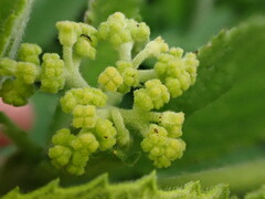 Cyphostemma