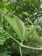 Cyphostemma