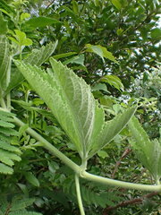 Cyphostemma