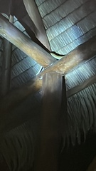 Corallus ruschenbergerii