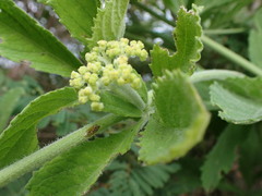 Cyphostemma