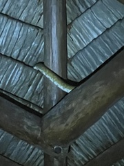 Corallus ruschenbergerii