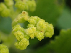 Cyphostemma