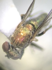 Dolichopodidae