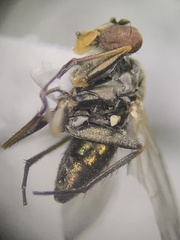 Dolichopodidae