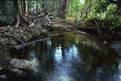 Pterocarpus officinalis