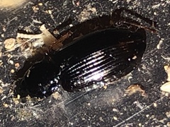 Agonum punctiforme