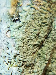 Hyperphyscia syncolla