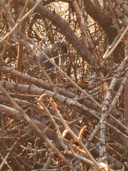 Aphelocoma woodhouseii